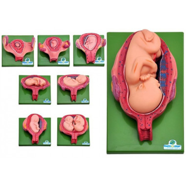 Desenvolvimento Embrionário em 8 Fases