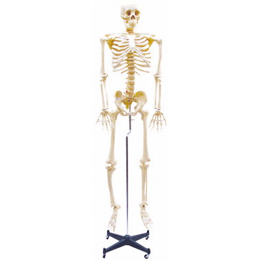 Esqueleto com Coluna Flexível e 168cm de Altura com Suporte