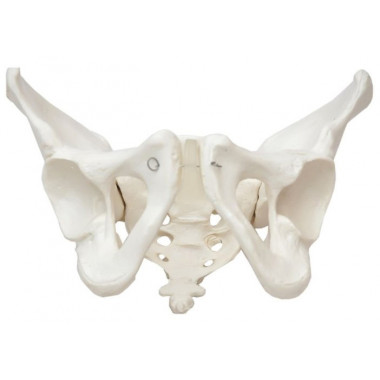 Esqueleto Pélvico Masculino