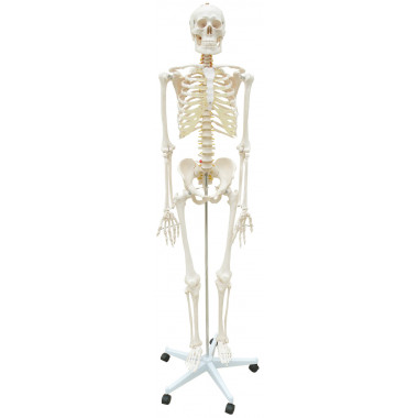 Esqueleto Padrão 170 cm com Suporte e Base com Rodas