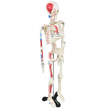 Esqueleto Humano 85 cm de Altura c/, Origens e Inserções Musculares e Haste c/ Suporte