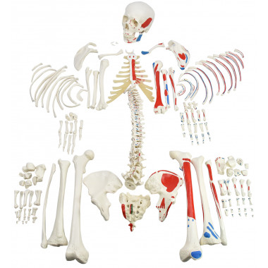 Esqueleto Humano Desarticulado c/ Origens e Inserções Musculares