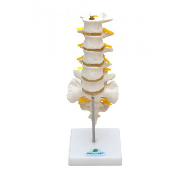 Coluna Vertebral Lombar