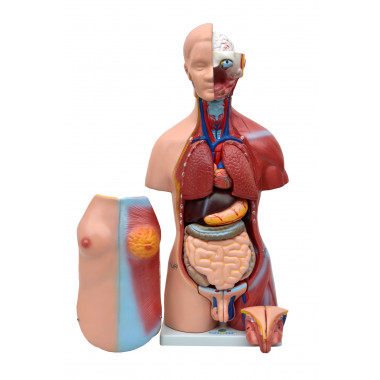 Torso Humano Bissexual C/ Abertura nas Costas de 45 cm C/ 24 Partes