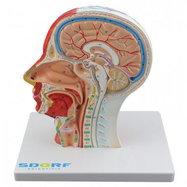 Hemi Cabeça Musculada com Corte Sagital