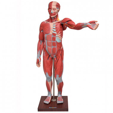 Figura Muscular de 1,70 cm c/ Órgãos Internos em 22 Partes