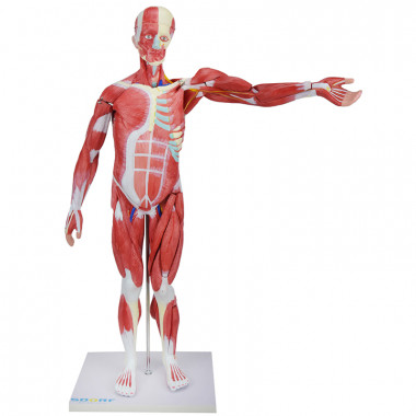 Figura Muscular Assexuada de 80cm c/ Órgãos Internos em 27 Partes