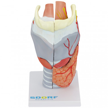 Laringe Humana Ampliada com Cartilagem em 5 partes