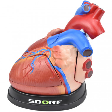 Coração em Tamanho Médio em 5 Partes