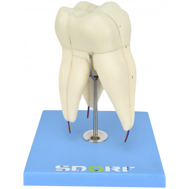 Dente Molar Superior c/ Raiz Tripla em 3 Partes, 8x o Tamanho Real Aprox.