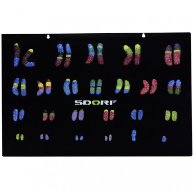 Pares de Cromossomos em Placa