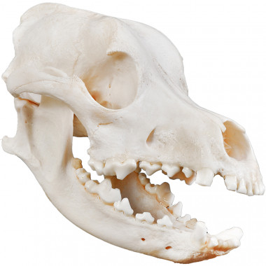 Crânio Natural de Cachorro (Canis Lupus Familiaris)