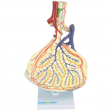 Alvéolo Pulmonar