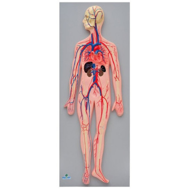 Sistema Circulatório Sanguíneo