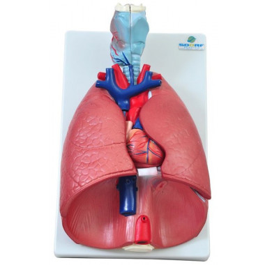 Sistema Respiratório em 7 Partes