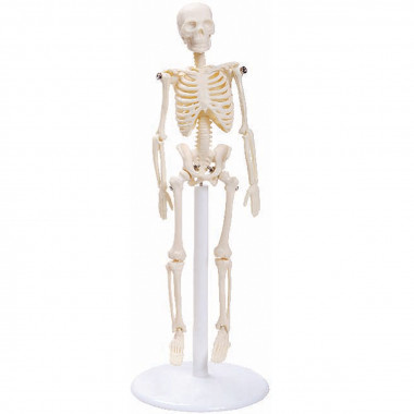 Esqueleto Humano de 20 cm com Suporte