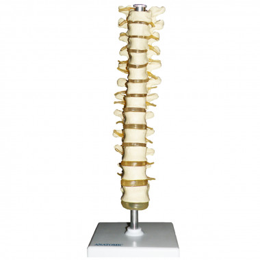 Coluna Vertebral Torácica