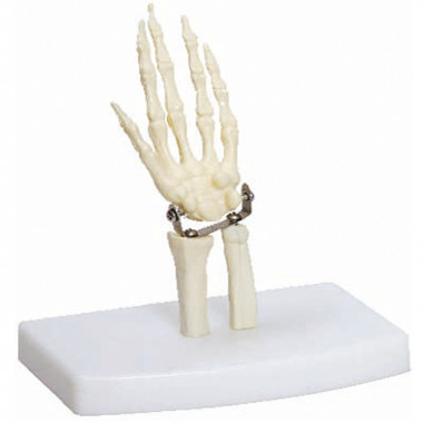 Esqueleto da Mão Tamanho Mini