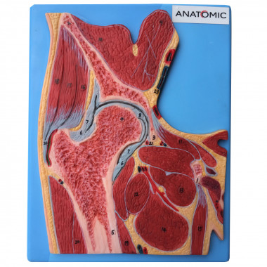 Secção da Articulação do Quadril modelo anatomico