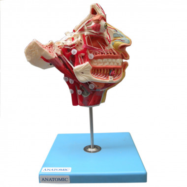 Crânio Facial com Demonstrativo de Nervos