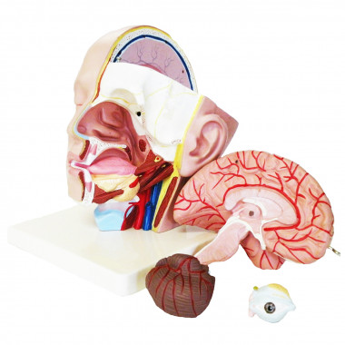 Cabeça com 4 Partes Modelo Anatômico Humano