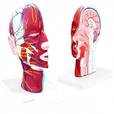 Metade da Cabeça com Musculatura e Corte Mediano