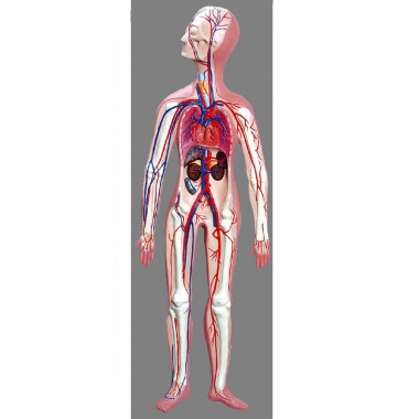 Modelo Anatômico Sistema Circulatório