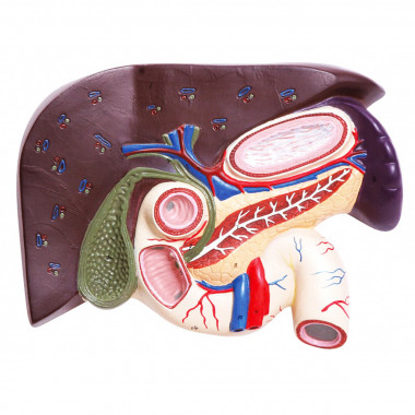 Fígado com Vesícula Biliar, Pâncreas e Duodeno Modelo Anatômico