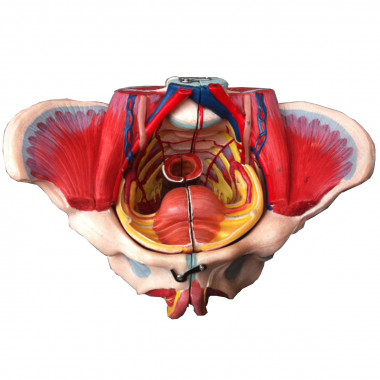 Pélvis Feminina Clássica com Músculos e Orgão Genital Feminino 4 partes