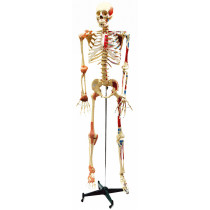 Esqueleto Aprox. 168 cm Articulado e Muscular Esqueleto Aprox. 168 cm Articulado e Muscular