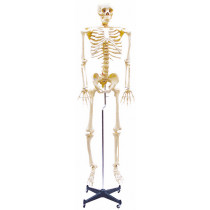 Esqueleto com Coluna Flexível e 168cm de Altura com Suporte Esqueleto com Coluna Flexível e 168cm de Altura com Suporte