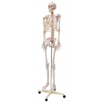 Esqueleto Humano Padrão de 170cm com Haste com suporte e rodas Esqueleto Humano Padrão de 170cm com Haste com suporte e rodas