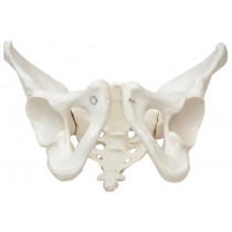 Esqueleto Pélvico Feminino Esqueleto Pélvico Feminino