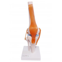 Articulação do Joelho modelo anatômico humano Articulação do Joelho modelo anatômico humano