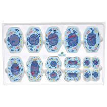 Meiose em 10 Partes Meiose em 10 Partes