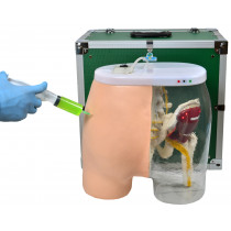 Simulador de Injeção Intramuscular no Glúteo e Visualização Óssea, Muscular e Nervosa Simulador de Injeção Intramuscular no Glúteo e Visualização Óssea, Muscular e Nervosa