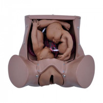 Simulador de Parto Gemelar com Placenta e Cordão Umbilical Simulador de Parto Gemelar com Placenta e Cordão Umbilical