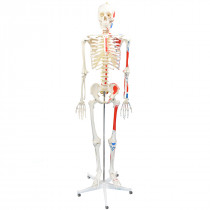 Esqueleto Humano 1,70 m  c/ Origens e Inserções Musculares e Haste C/ Suporte e Rodas Esqueleto Humano 1,70 m  c/ Origens e Inserções Musculares e Haste C/ Suporte e Rodas