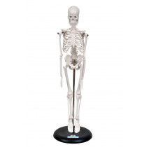 Esqueleto Humano de 45 cm C/ Suporte Esqueleto Humano de 45 cm C/ Suporte