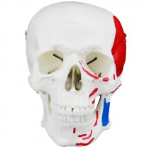 Crânio Humano c/ Mandíbula Móvel c/ Origens e Inserções Musculares Crânio Humano c/ Mandíbula Móvel c/ Origens e Inserções Musculares