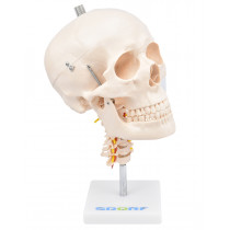 Crânio com Mandíbula Móvel e Coluna Cervical Crânio com Mandíbula Móvel e Coluna Cervical