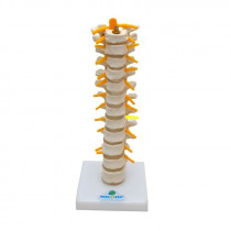 Coluna Vertebral Torácica Coluna Vertebral Torácica