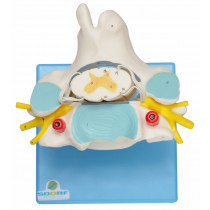 Vértebra Cervical C/ Cordão Espinhal Vértebra Cervical C/ Cordão Espinhal