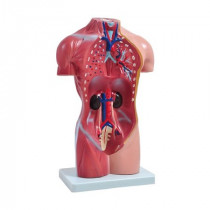 Torso Feminino de 42 cm com 15 Partes Torso Feminino de 42 cm com 15 Partes