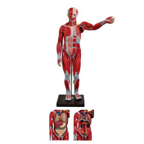 Figura Muscular Assexuada de 1,70 c/ Órgãos Internos em 29 Partes Figura Muscular Assexuada de 1,70 c/ Órgãos Internos em 29 Partes