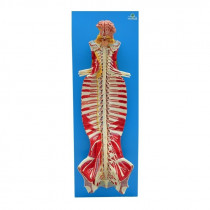 Tronco Cerebral Espinhal Tronco Cerebral Espinhal