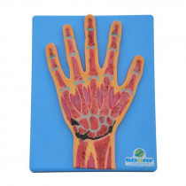 Secção Mediana da Mão Secção Mediana da Mão