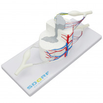 Medula Espinhal Ampliada Medula Espinhal Ampliada