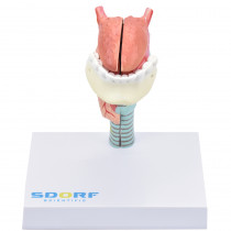 Laringe Humana com Língua e Mandíbula em 5 partes Laringe Humana com Língua e Mandíbula em 5 partes