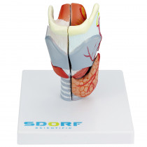 Laringe Humana em Tamanho real com Cartilagem em 5 partes Laringe Humana em Tamanho real com Cartilagem em 5 partes